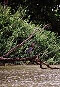 River bird