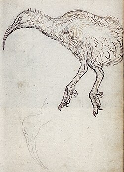 drawing of red rail