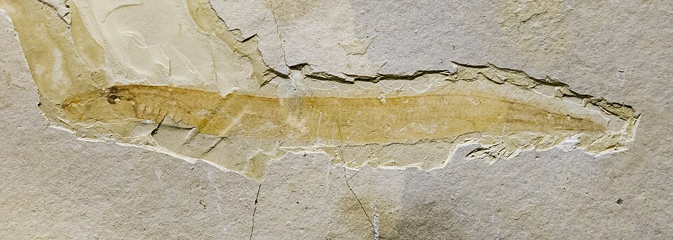 File:Mesomyzon mengae NMNS.jpg