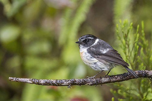Réunion stonechat Saxicola tectes ♂ Réunion