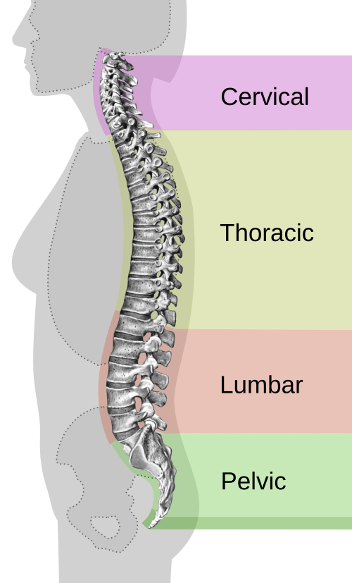 File:Spinal column curvature-en.svg