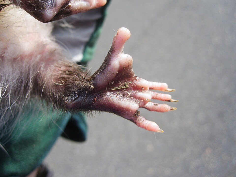 File:Virginia opossum opposable thumb.jpg