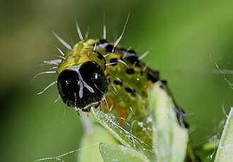 &nbsp;Close-up of the head.