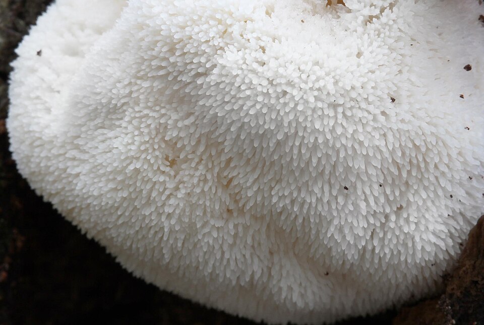File:2012-10-02 Hericium erinaceus (Bull.) Pers 268394.jpg
