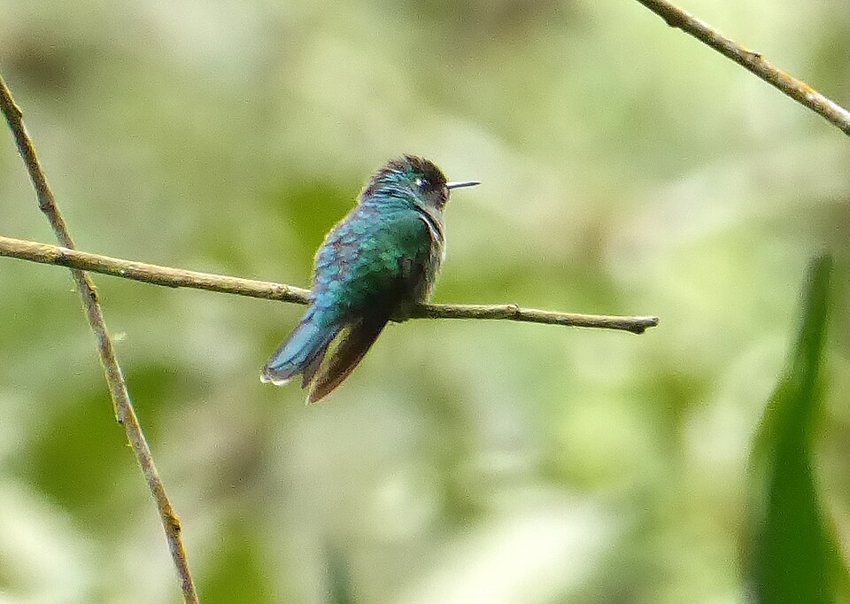 File:Abeillia abeillei 13729551 (cropped).jpg