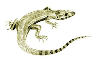 Archaeothyris is the oldest known synapsid, and is found in rocks from Nova Scotia.