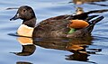 Australian Shelduck