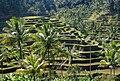 Image 112Example of rice terraces in Indonesia (from History of Indonesia)