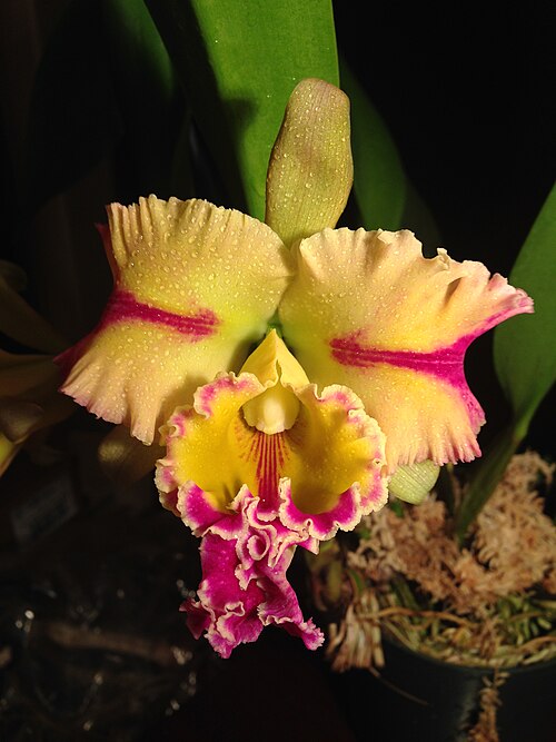 File:Blc. Paradise Jewel 'Flame' Orchid bloom.JPG