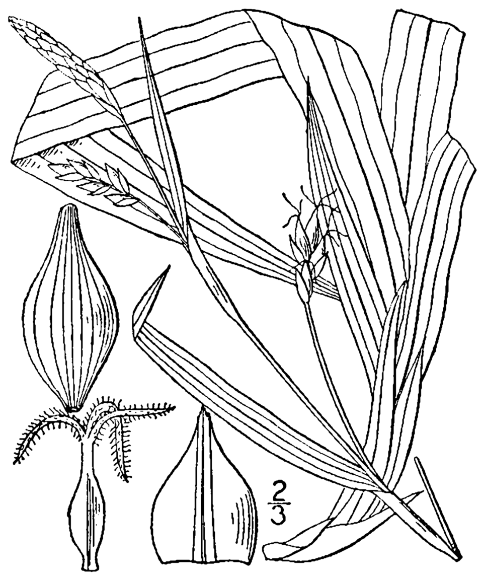 File:Carex careyana BB-1913.png