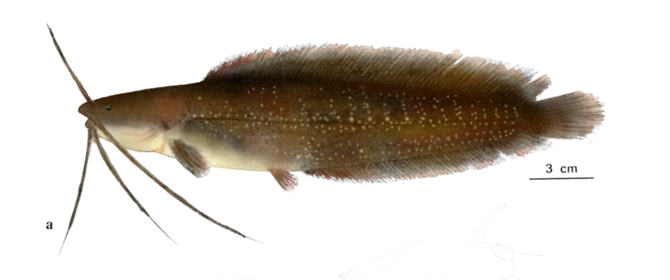 File:Clarias intermedius-1.png