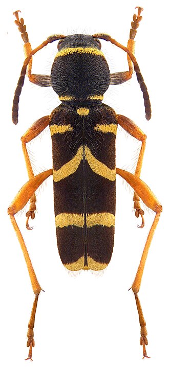 File:Clytus arietis (Linné, 1758) (3989861203).jpg