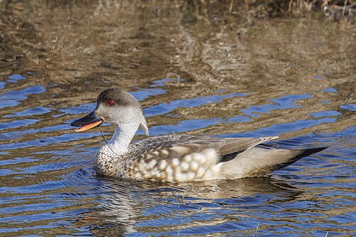 Crested duck Lophonetta specularioides Chile
