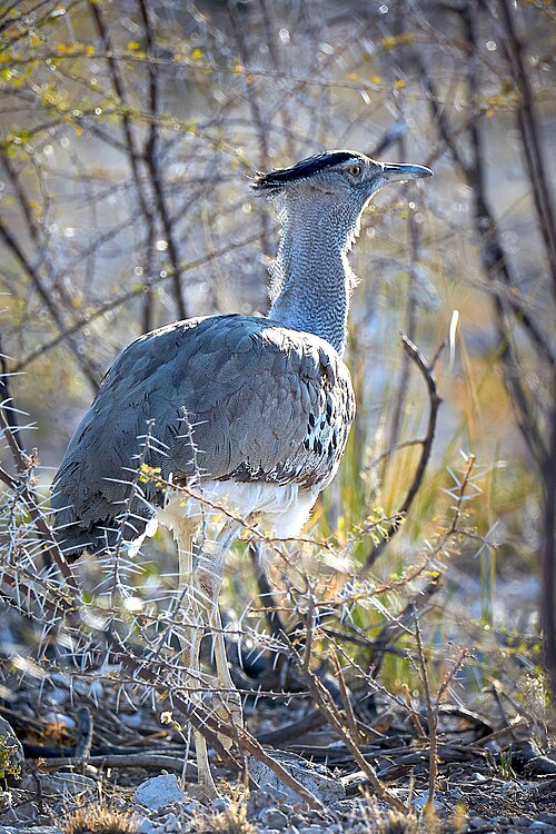 File:Kori Bustard Bushes 2019-07-26.jpg