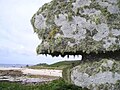 Image 12Lichen covered rocks (from Marine fungi)