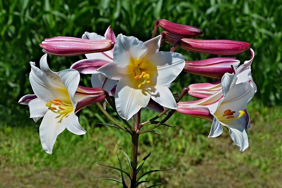 File:Lys royal Inflorescence FR 2013.jpg