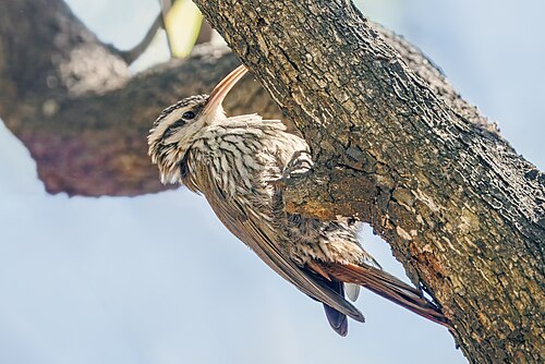 Narrow-billed woodcreeper Lepidocolaptes angustirostris Argentina