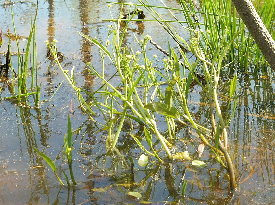 File:Ranunculus pusillus.jpg