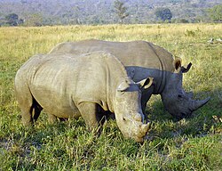 Two huge, gray creatures eating grass. They have two large horns on their head.