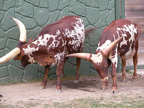In Racine Zoo in Wisconsin