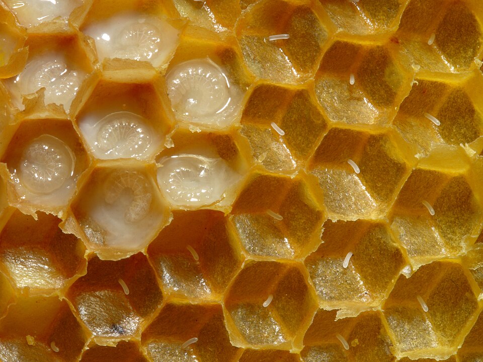 File:Bienenwabe mit Eiern und Brut 5.jpg