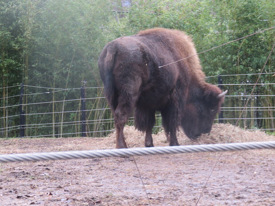 File:Bison at the zoo.jpg