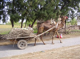 Camel cart