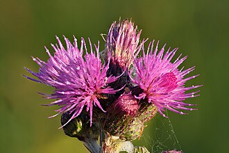 Cirsium palustre inflorescence - Niitvälja