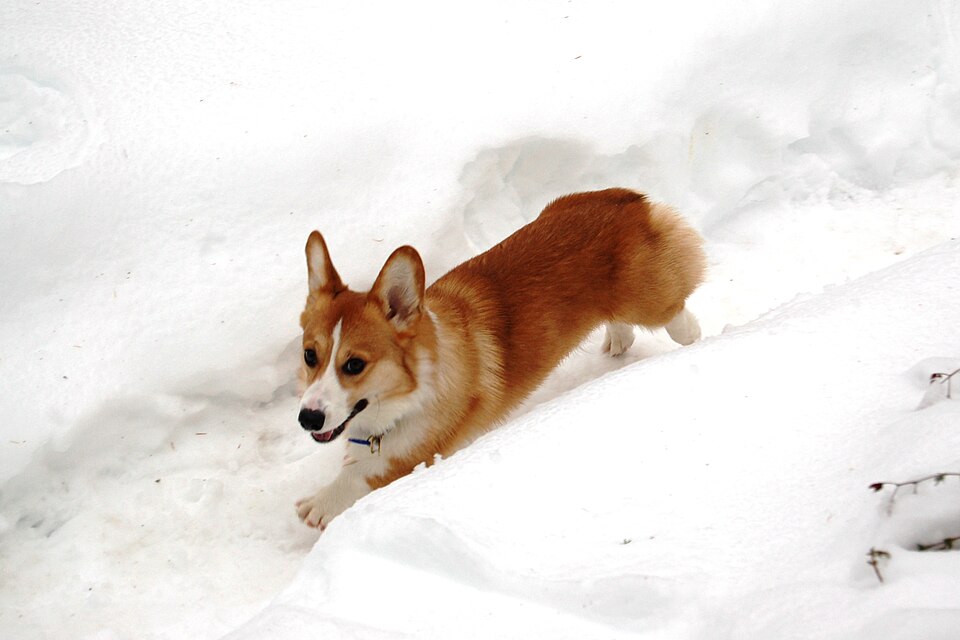 File:CorgiRunning.jpg
