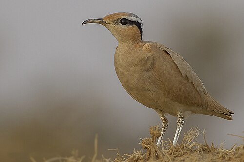 Adult C. c. bogolubovi, Tal Chhapar Sanctuary, Churu, Rajasthan, India