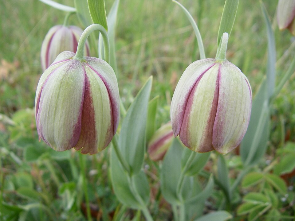 File:Fritillaria pontica in BBGK.jpg