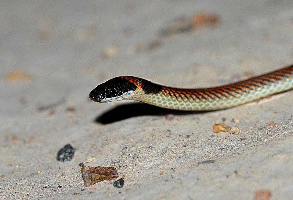 File:Furina diadema - Red-naped Snake (53f003e83dffffd6d9b8ed45).jpg