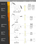 Image 28This image shows a representative sequence, but should not be construed to represent a "straight-line" evolution of the horse. Reconstruction, left forefoot skeleton (third digit emphasized yellow) and longitudinal section of molars of selected prehistoric horses (from Evolution of the horse)