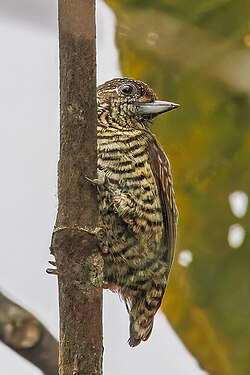 Lafresanaye's piculet Picumnus lafresnayi Ecuador