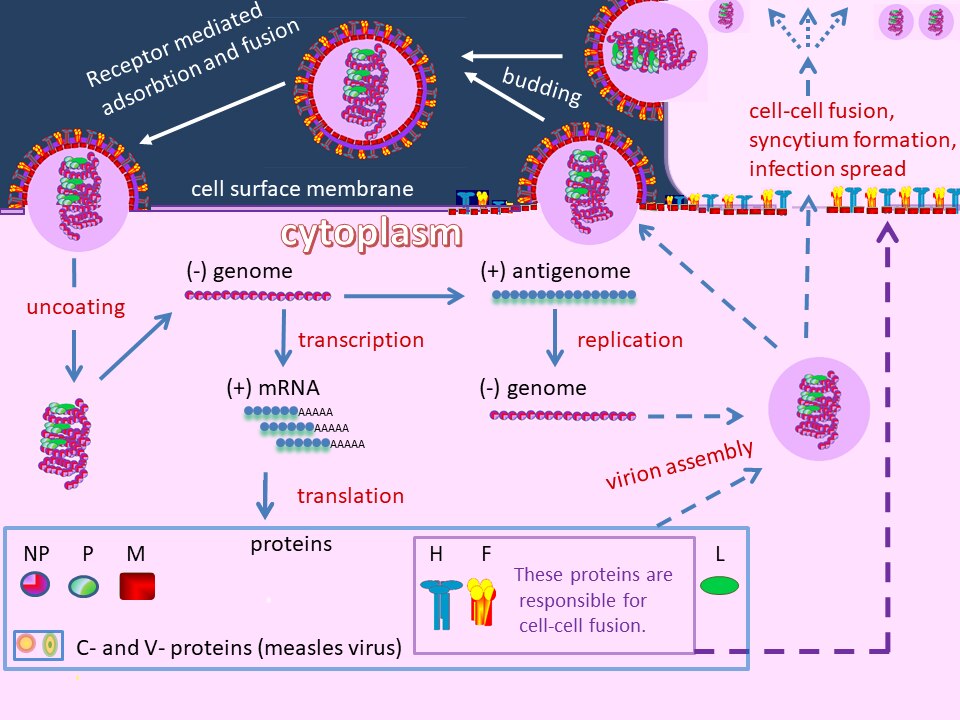 File:MV life cycle.tif