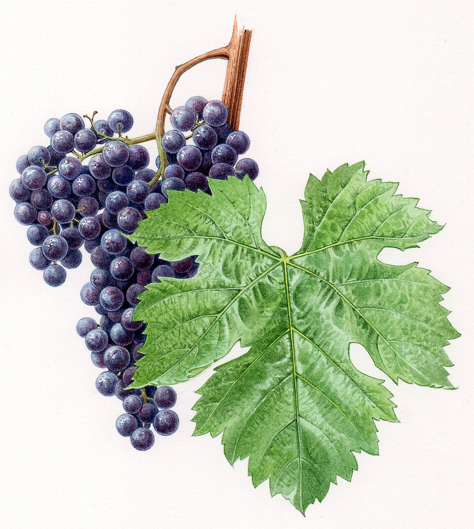 File:Merlot.jpg