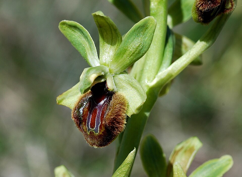 File:Ophrys sphegodes, Dover 1.JPG