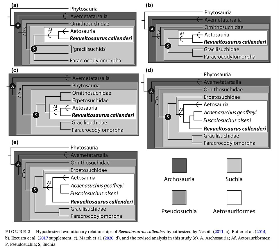 File:Phylogenetic Relationships.jpg