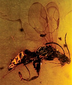 Deinodryinus velteni , 7 Sept 2012
