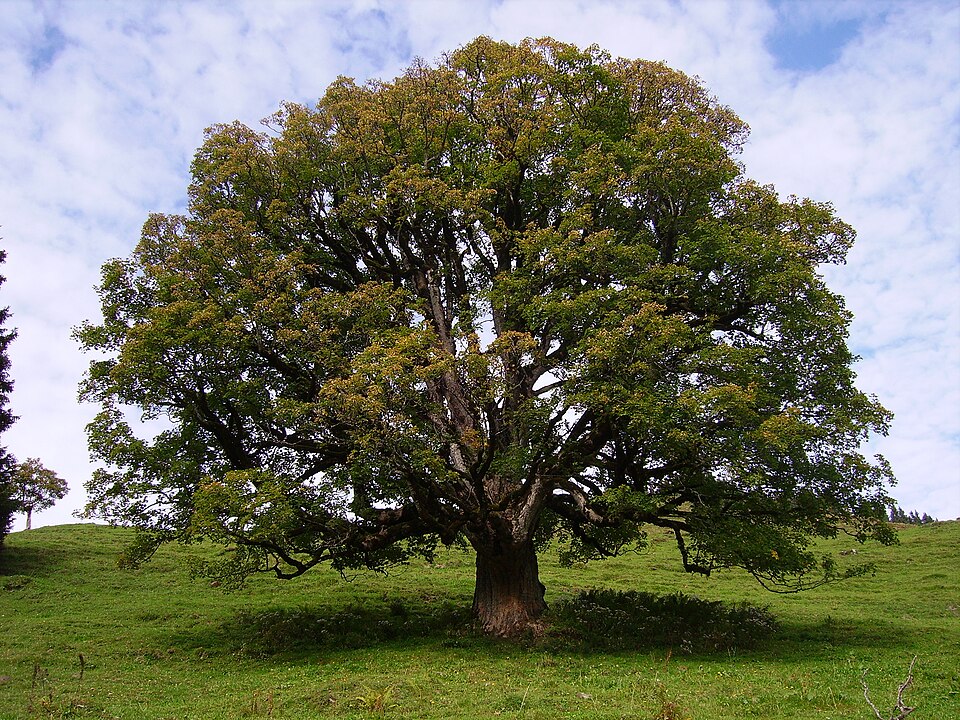 File:Acer pseudoplatanus Chaltenbrunnen.jpg