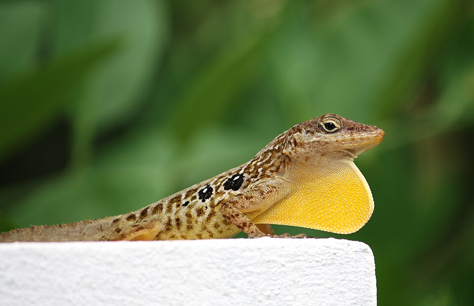 File:Anolis oculatus at Coulibistrie-b01.jpg