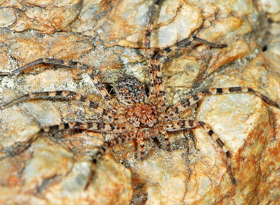 File:Anyphops lawrencei 309415309 558345033.jpg