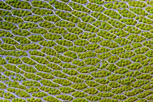 Moss cells