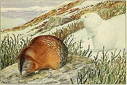Drawing of gray and brown lemming