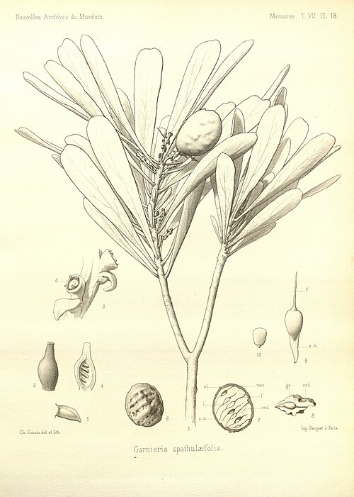 File:Garnieria spathulaefolia.jpg