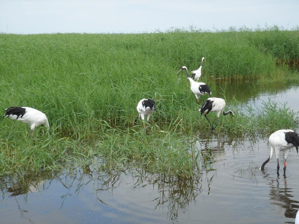 File:Grus japonensis-Zhalong.jpg