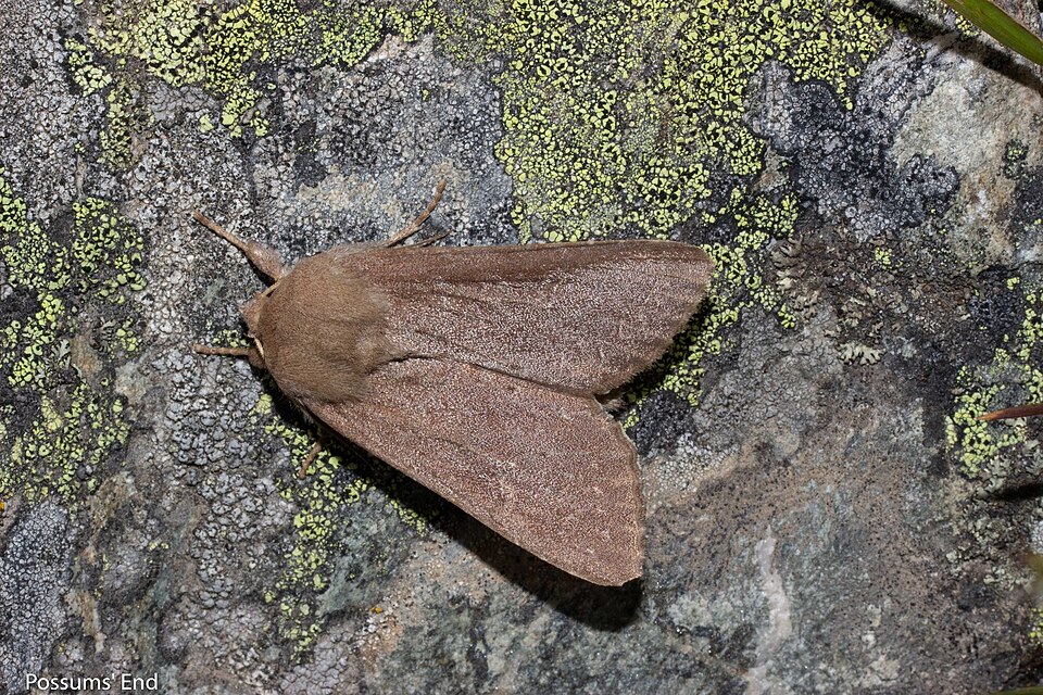 File:Ichneutica nullifera 107565818.jpg