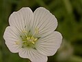 Meadowfoam