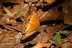 Cymothoe luridae
