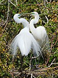Breeding pair near Ōkārito, New Zealand